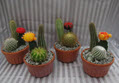 4" Cactus Garden Glazed Clay Bowl 3ppp